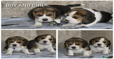 Beagle dogs - Advert 3