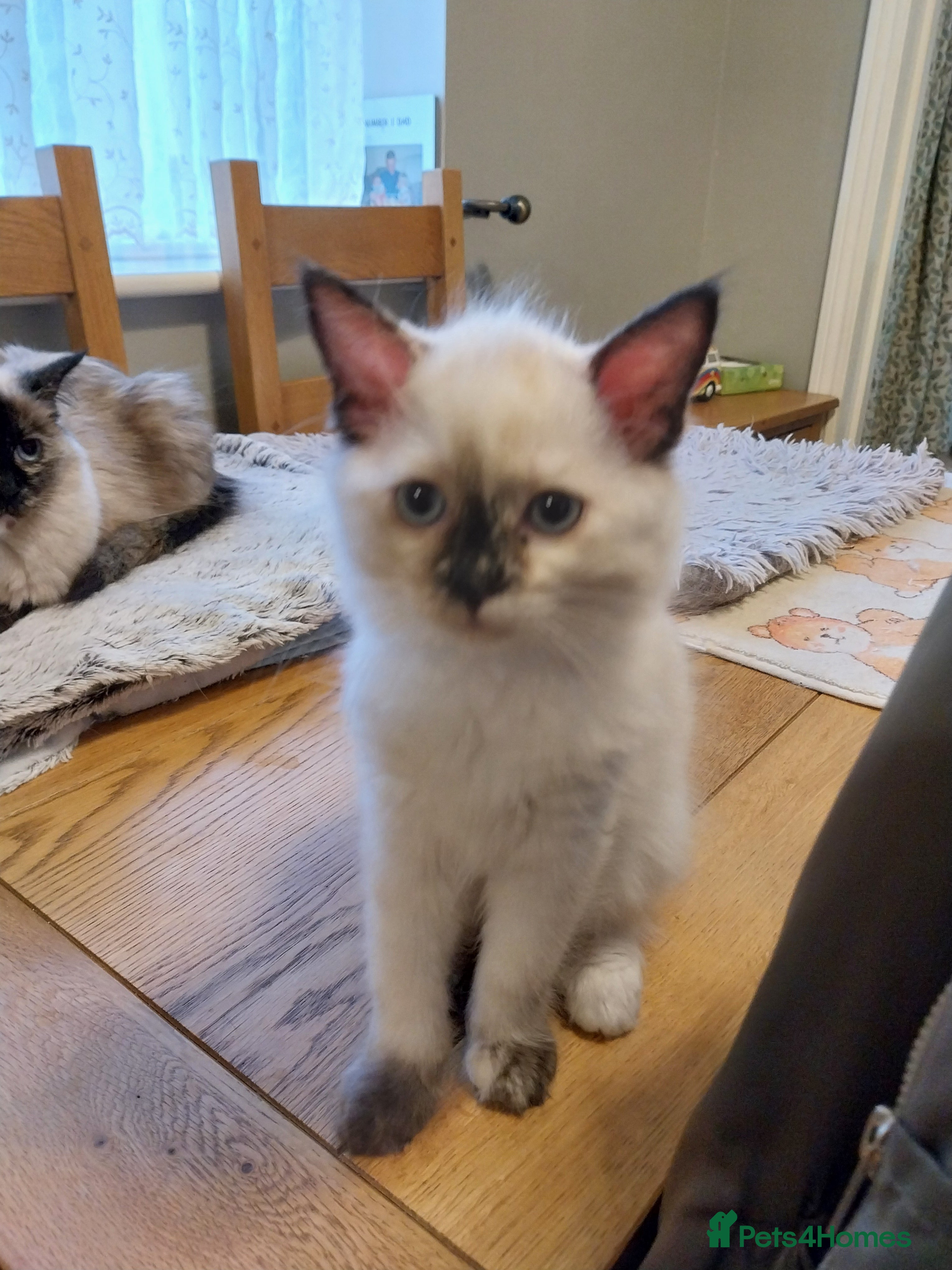 Ragdoll cats 2 Stunning Ragdolls looking for a forever home - Advert 2