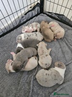 American Bully dogs - Advert 3