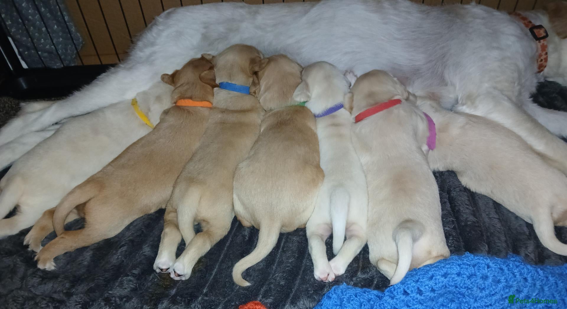 Labradoodle dogs Lab/Labradoodle Puppies - Advert 1