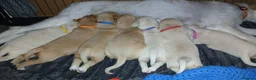 Labradoodle dogs for sale: Lab/Labradoodle Puppies in Withernsea - Advert 1