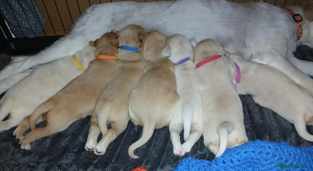 Labradoodle dogs for sale: Lab/Labradoodle Puppies in Withernsea - Advert 1