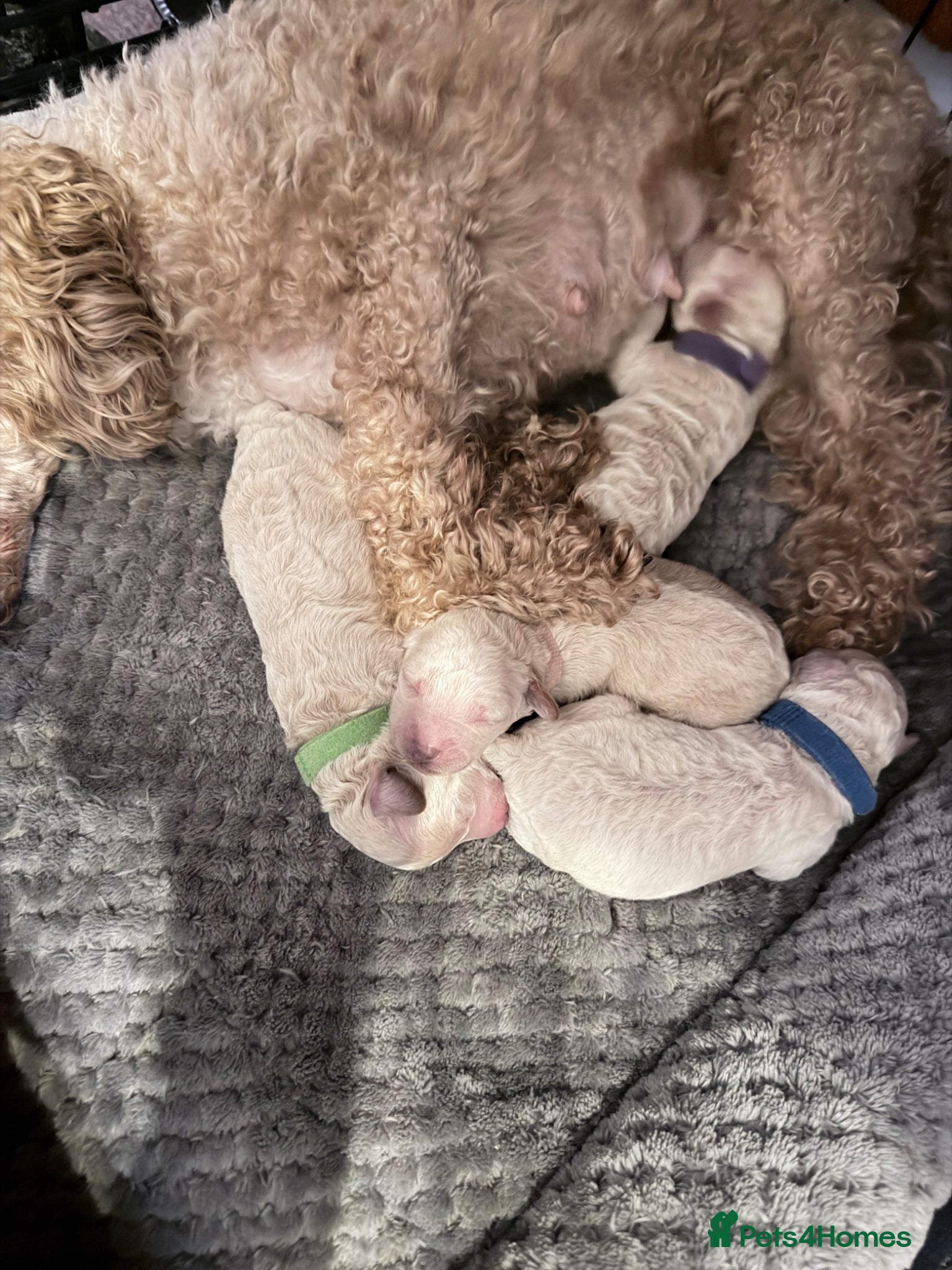 Poochon dogs Stunning Poochon Puppies - Advert 1