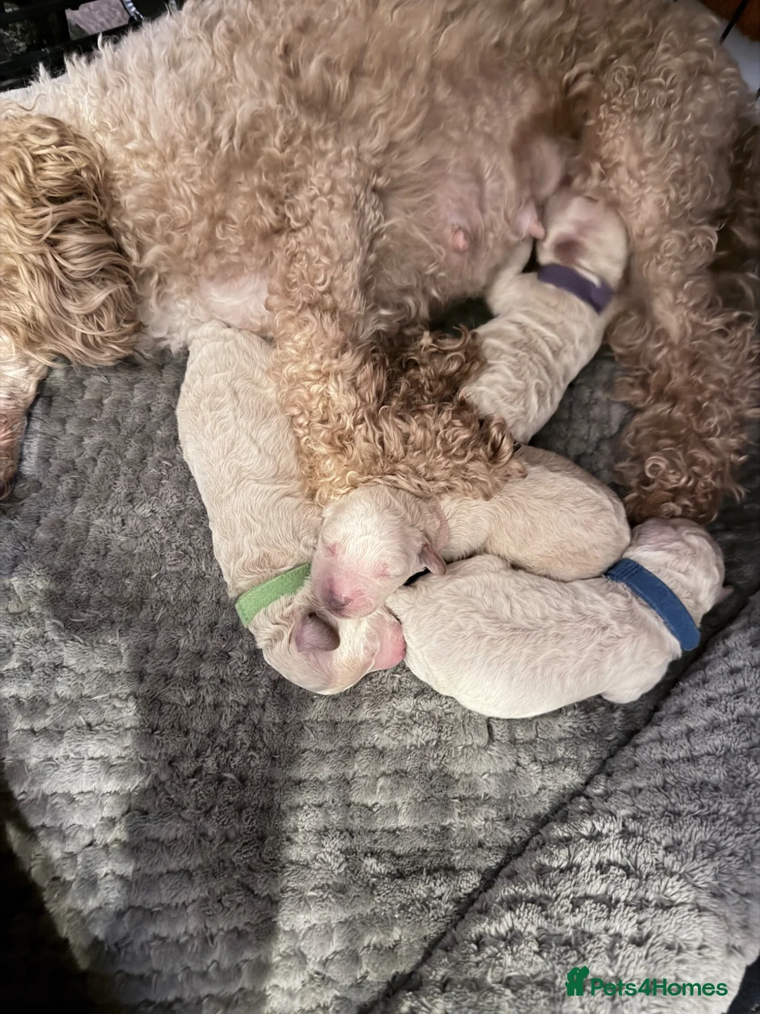 Poochon dogs for sale: Stunning Poochon Puppies - Advert 1