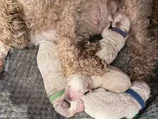 Poochon dogs Stunning Poochon Puppies - Advert 9