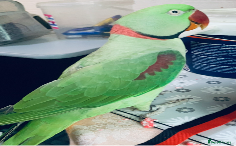 Parrots birds - Advert 1