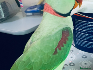 Parrots birds - Advert 20