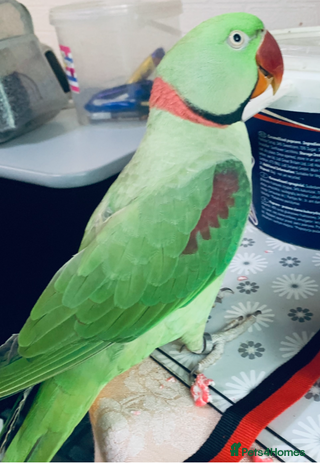 Parrots birds - Advert 9