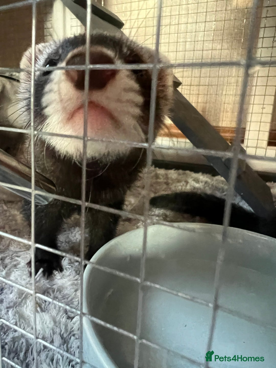 Ferret rodents for sale: FERRET FOR SALE - Image 5