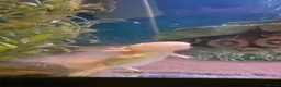 Axolotl reptiles for sale: 3 axolotls and tank for sale  in Manchester - Advert 4