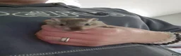 Gerbil rodents for sale: 2 x male gerbils with cage etc - Advert 2