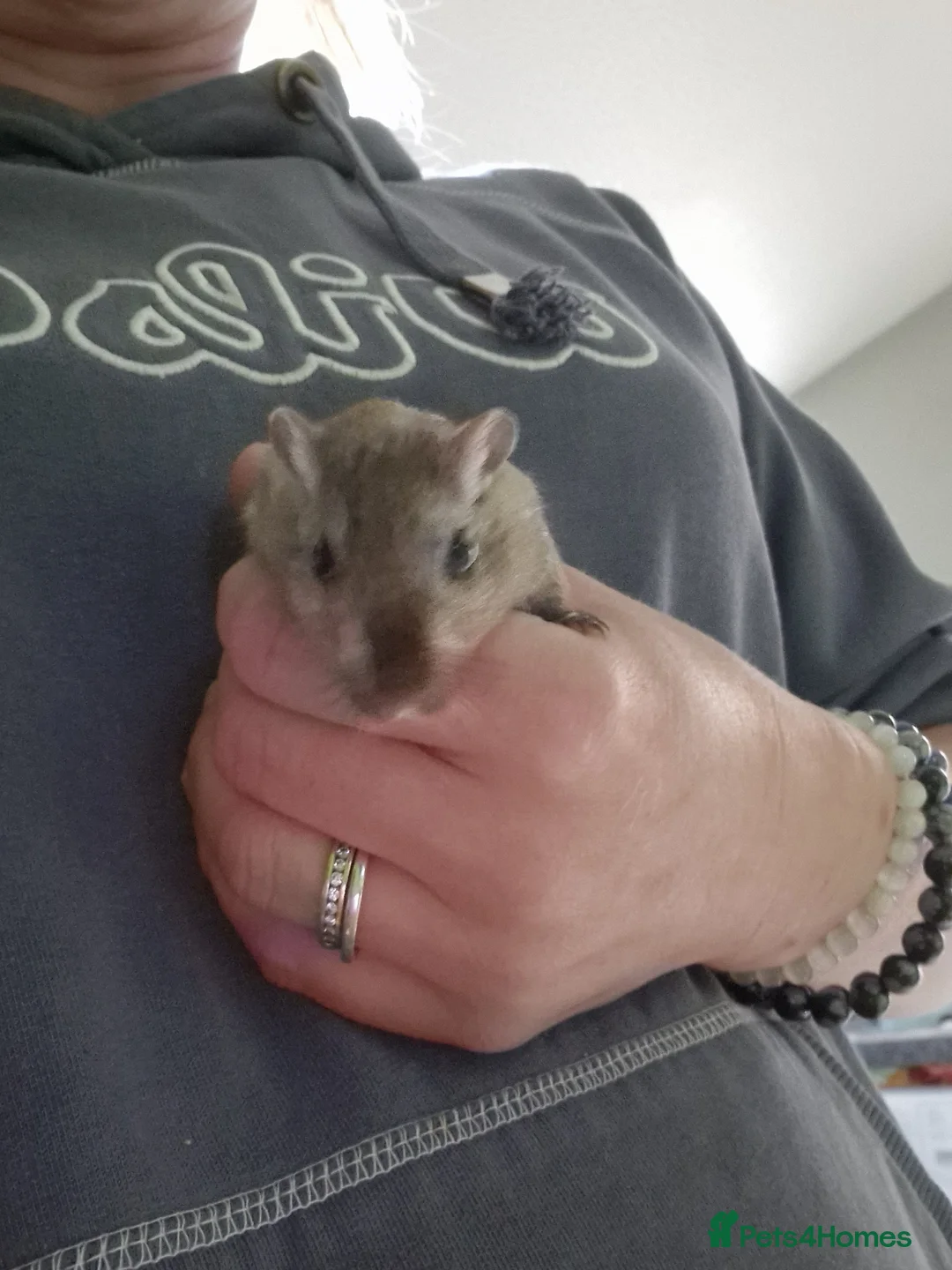 Gerbil rodents for sale: 2 x male gerbils with cage etc - Advert 2