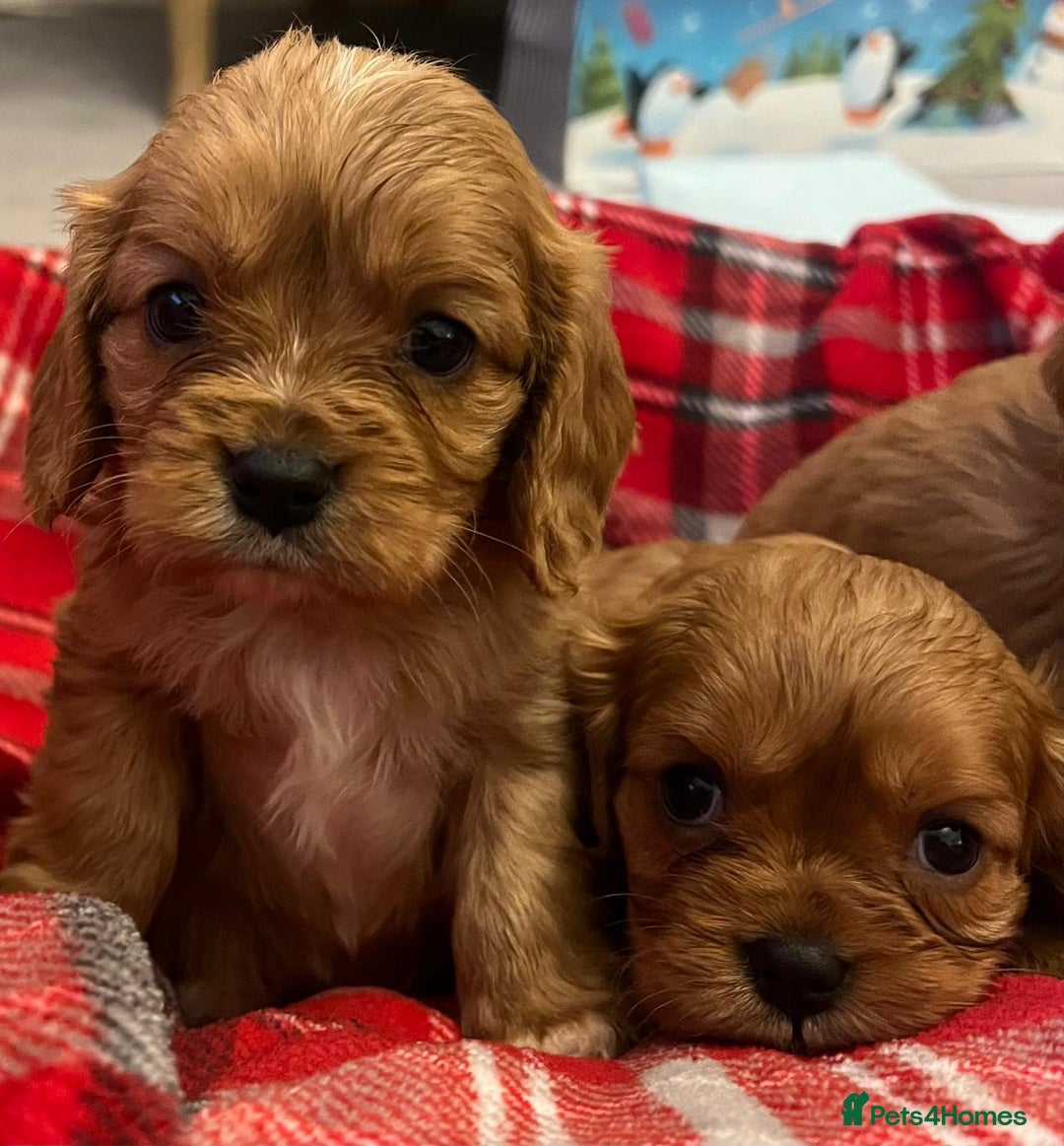 Cavalier King Charles Spaniel dogs for sale: ❤️KC REGISTERED HEALTH CLEAR CAVALIER PUPPIES❤️ - Advert 7
