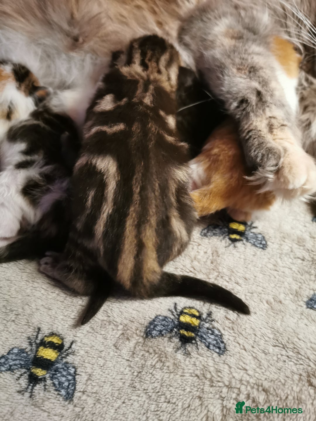 Mixed Breed cats for sale: Maine coon cross kittens for sale - Advert 5