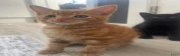 Mixed Breed cats for sale: Very sweet kittens - Advert 12