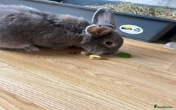 Mini Lop rabbits for sale: Male and Female Rabbit Pair - Image 2