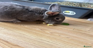 Mini Lop rabbits - Advert 10