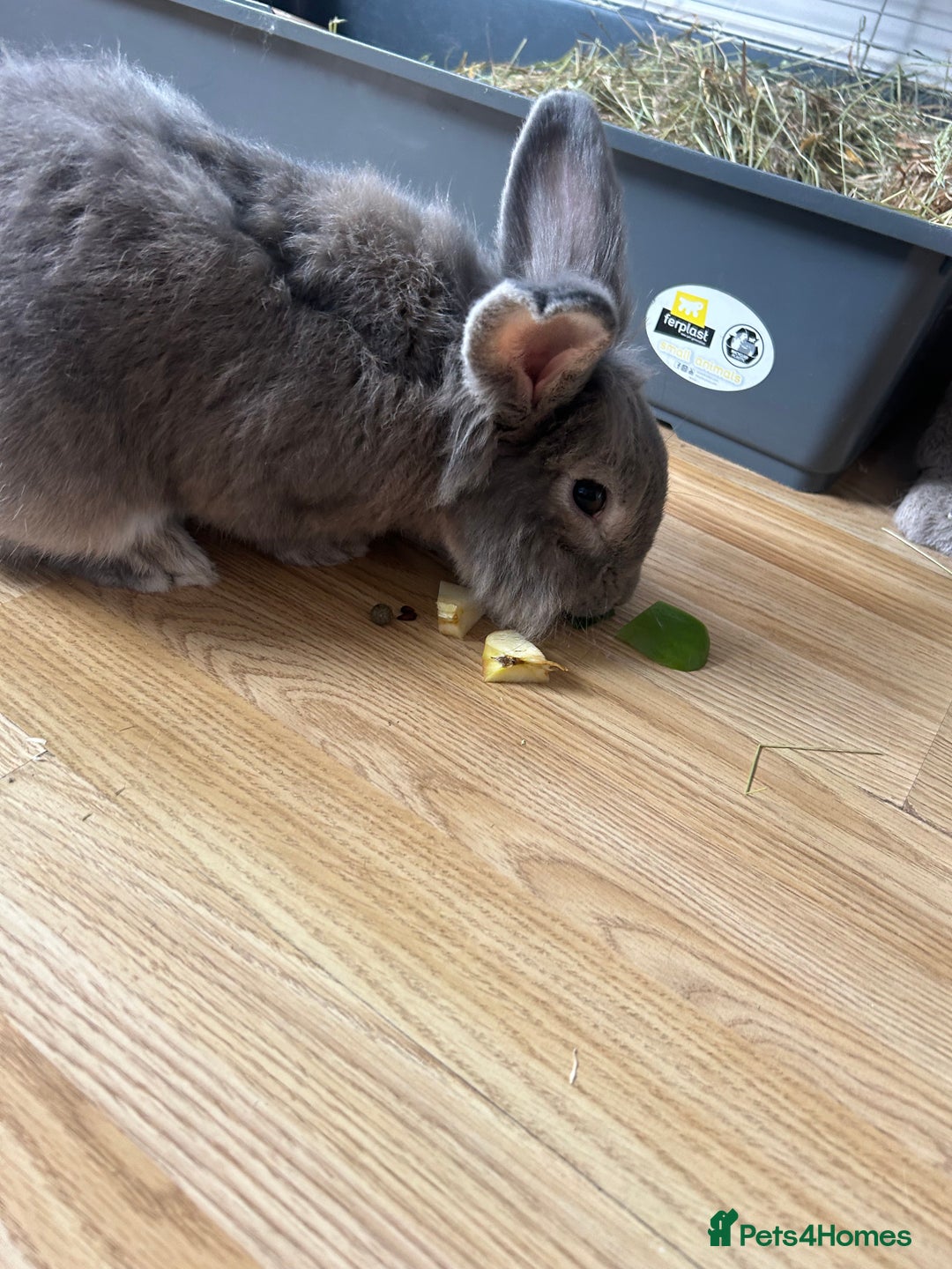Mini Lop rabbits for sale: Male and Female Rabbit Pair - Image 2