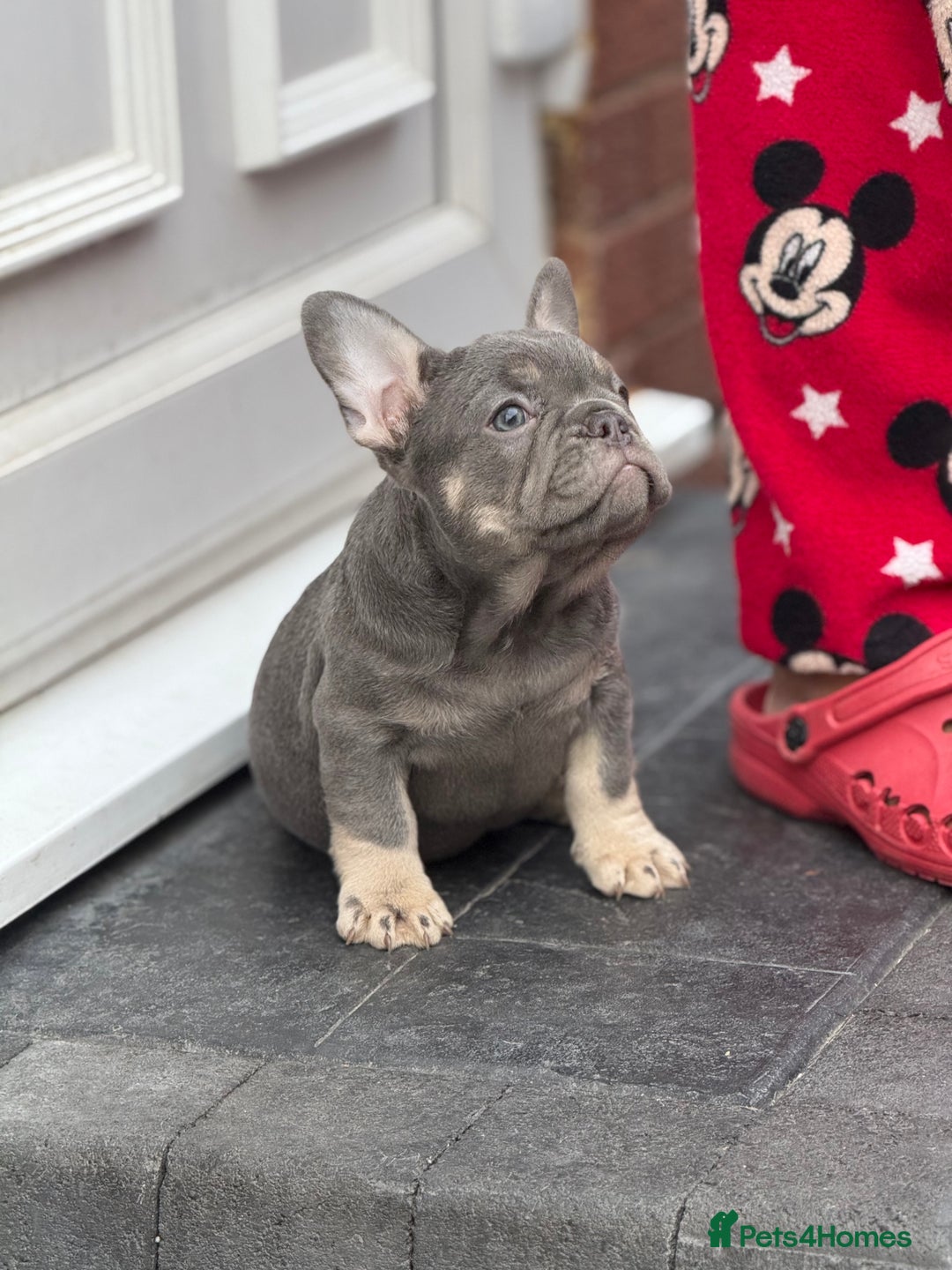 French Bulldog dogs for sale: Reduced French Bulldogs - Advert 7