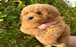 Miniature Poodle dogs for sale: Miniature poodles - Image 3