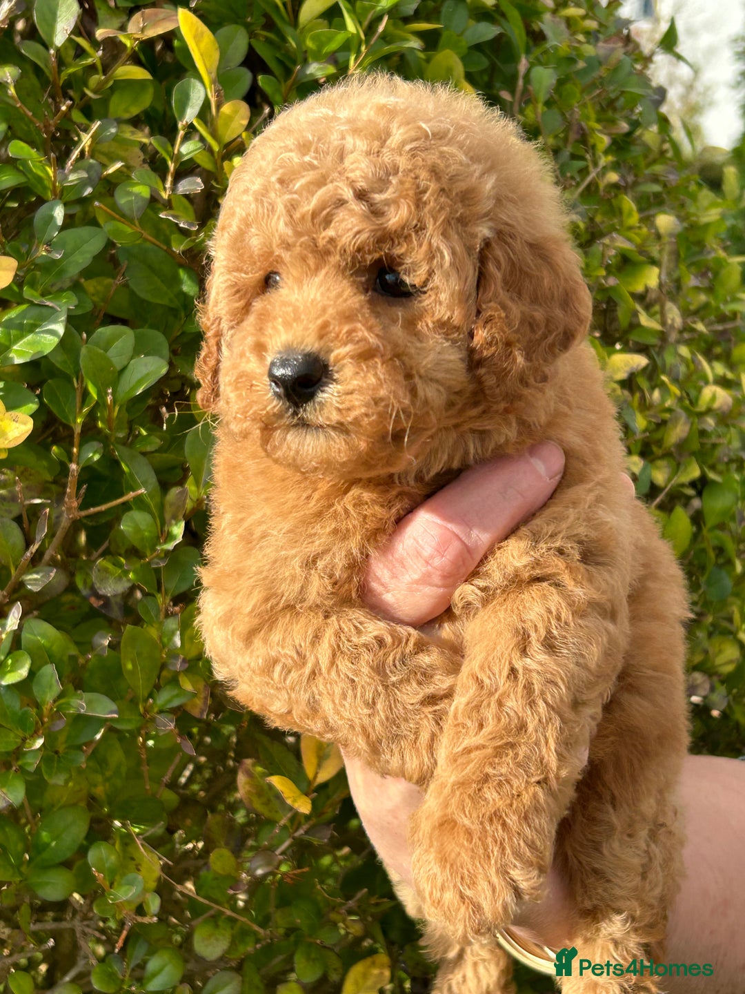 Miniature Poodle dogs for sale: Miniature poodles - Image 3