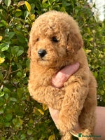 Miniature Poodle dogs Miniature poodles *ready to leave* - Advert 3