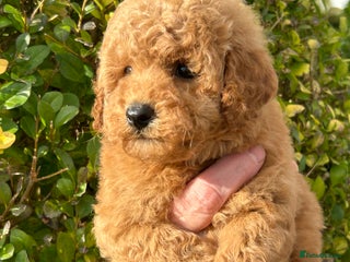 Miniature Poodle dogs Miniature poodles *ready to leave* - Advert 5