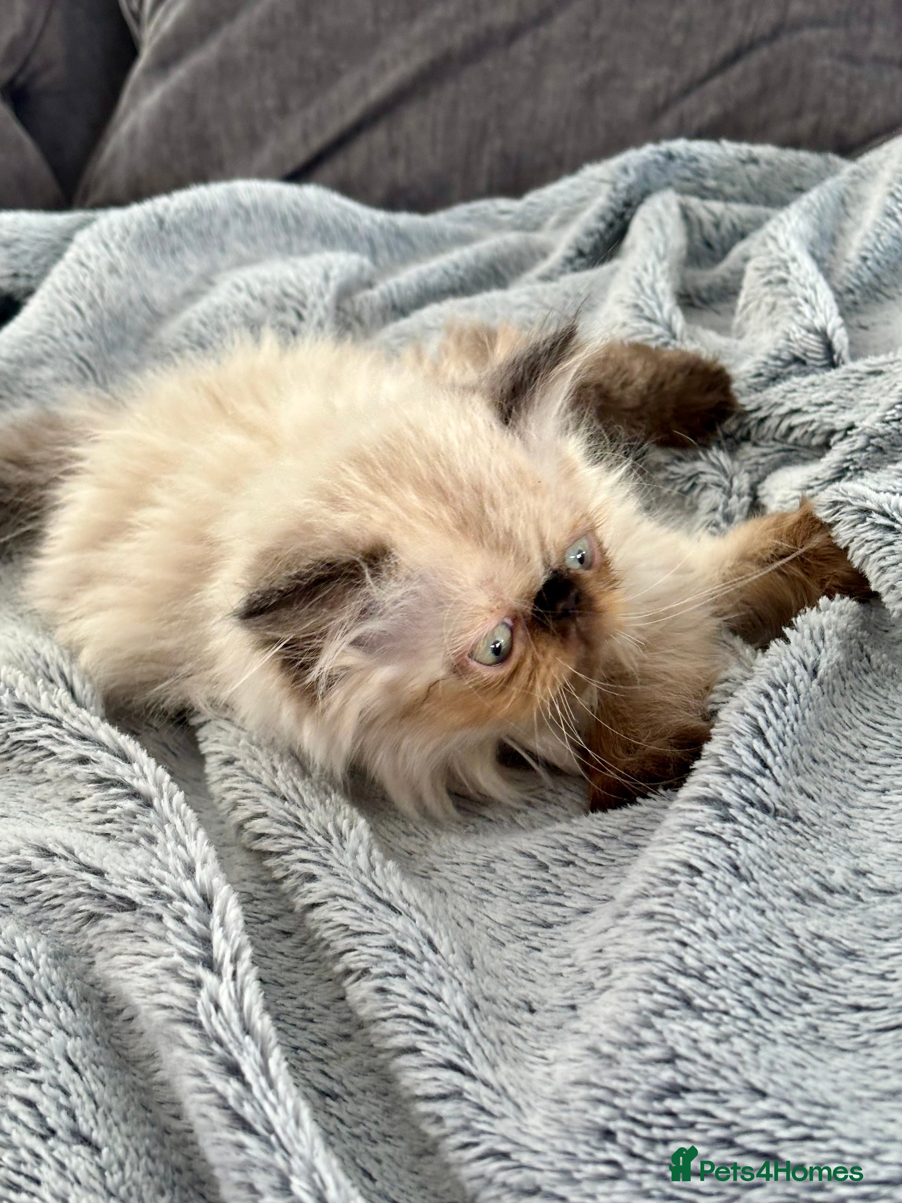 Persian cats ONE BEAUTIFUL GIRL LEFT!!! - Advert 2