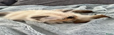 Persian 2