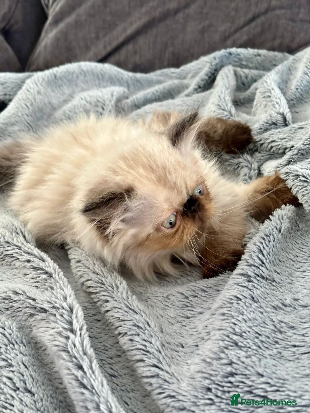 Persian cats for sale: ONE BEAUTIFUL GIRL LEFT!!! - Advert 2