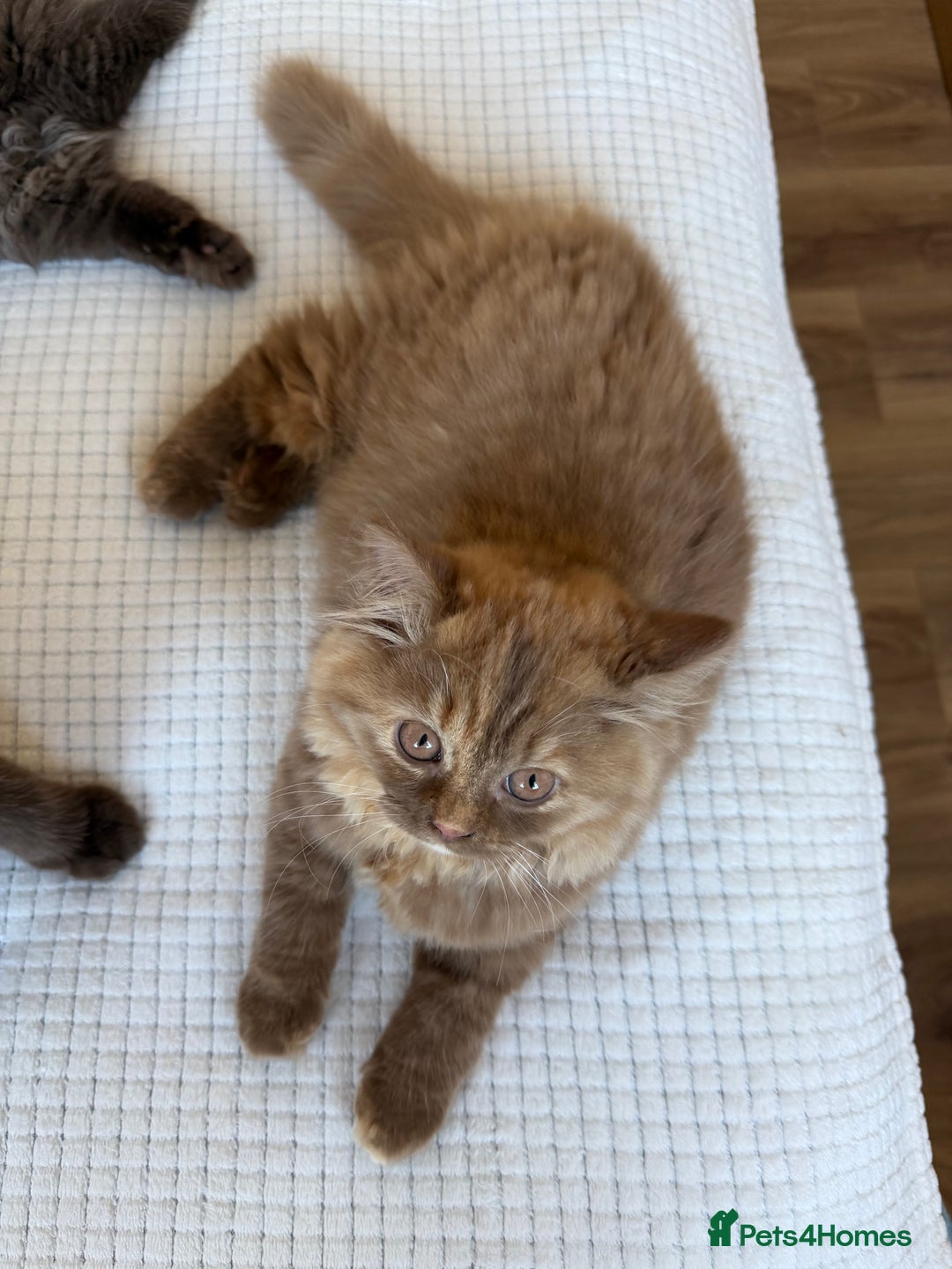 British Longhair cats for sale: Champion line kittens with excellent pedigrees - Advert 2