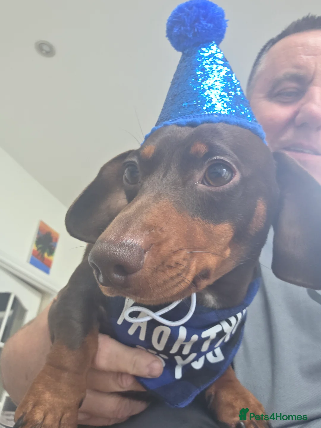 Dachshund dogs for sale: Miniature dachsund - Reggie - Advert 3