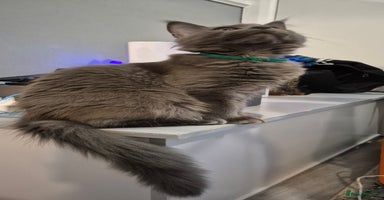 Maine Coon cats Maine Coon Girl TICA registered  - Advert 3