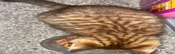 Mixed Breed cats for sale: Male British Shorthair/Bengal Kitten  in Blackburn - Advert 3