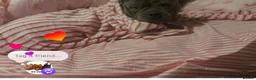 American Bully dogs for sale: Beautiful Blue Pocket Bully - Advert 3