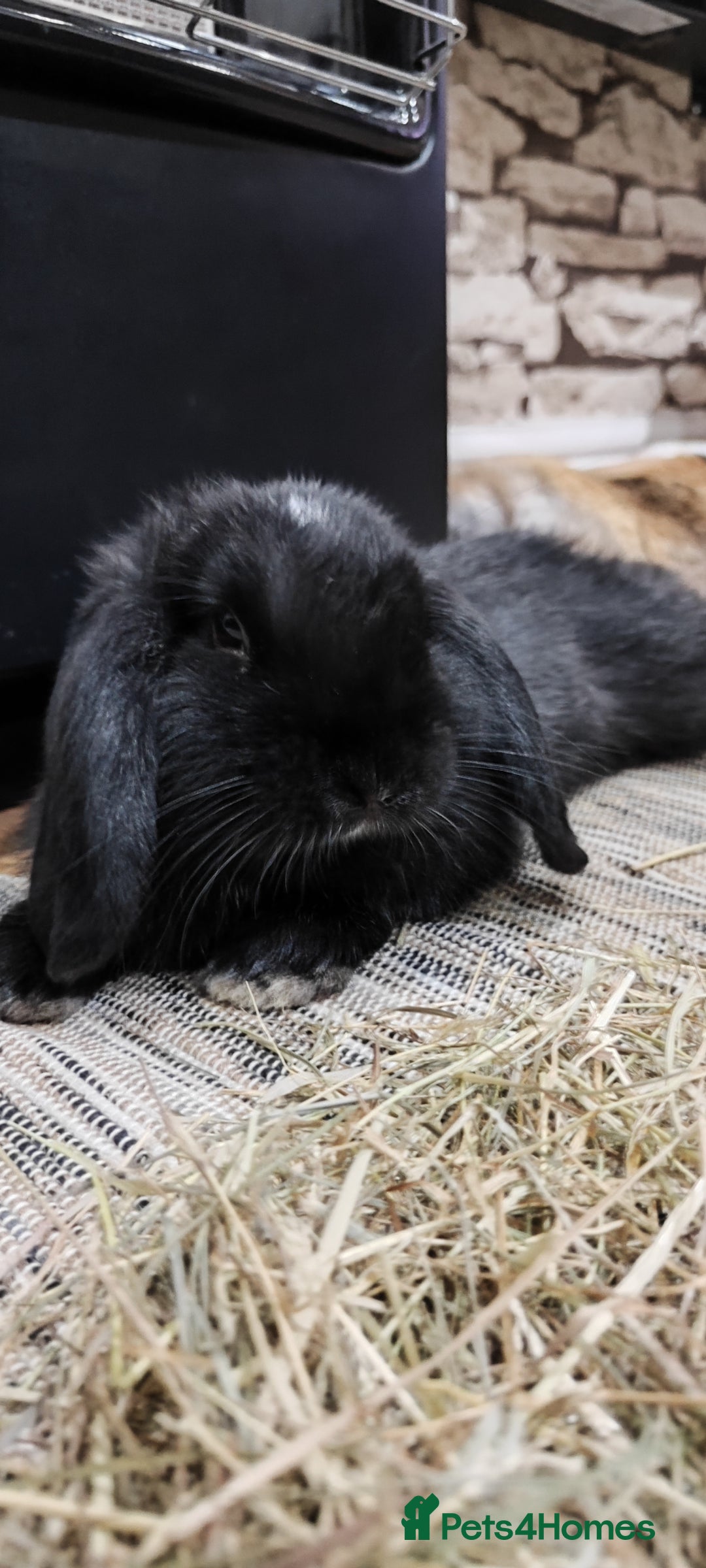 Mini Lop rabbits for sale: Mini lop and mini lop lion head  - Advert 1