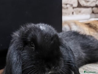 Mini Lop rabbits Mini lop and mini lop lion head - Advert 17