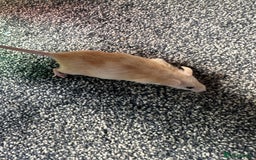 Mouse rodents for sale: Mixed fancy mice  - Image 14