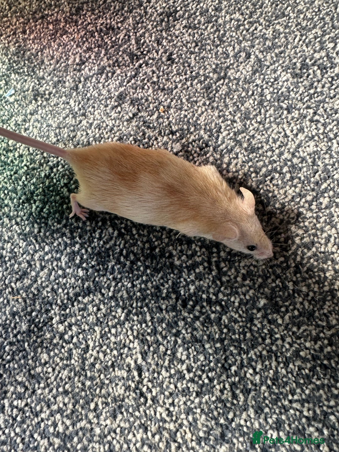Mouse rodents for sale: Mixed fancy mice  - Image 14