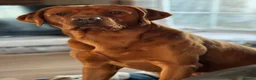 Labrador Retriever dogs for sale: Wonderful KC Litter Fox Red Labradors  - Advert 15