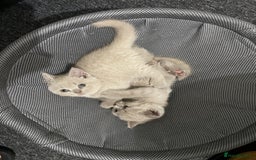 British Shorthair cats for sale: Stunning lilac BSH  - Image 10