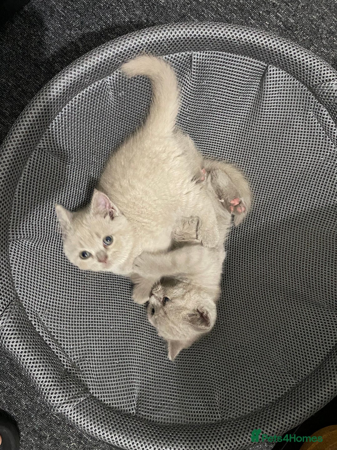 British Shorthair cats for sale: Stunning lilac BSH  - Image 10