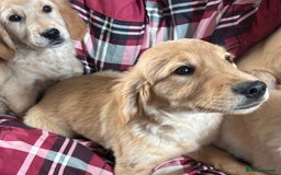 Golden Retriever dogs for sale: Beautiful Golden Retriever Puppies - Image 4