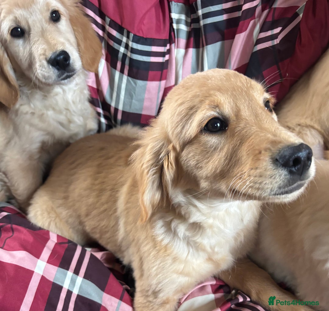 Golden Retriever dogs for sale: Beautiful Golden Retriever Puppies - Image 4