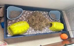 Guinea Pig rodents for sale: Male guinea pigs with cage and accessories  - Image 13