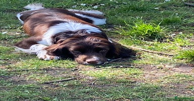 English Springer Spaniel dogs in Brierley Hill - Advert 6