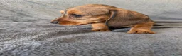 Miniature Dachshund dogs for sale: Beautiful wire miniature dachshund puppies 4 sale - Advert 26