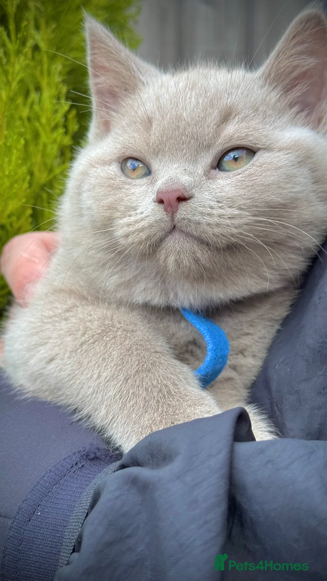 British Shorthair cats for sale: Adorable British Shorthair Blue and Lilic kittens - Advert 1