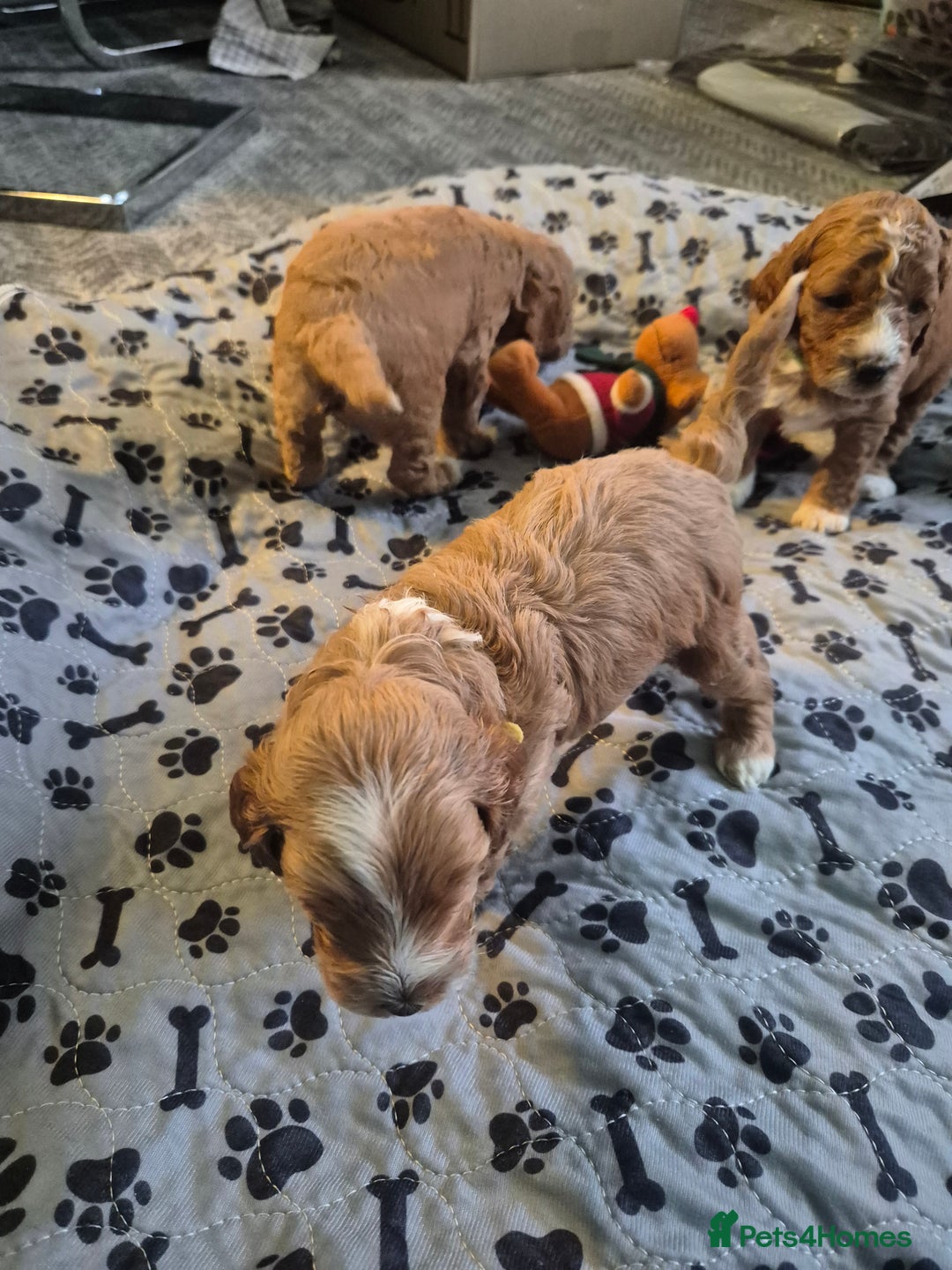 Cockapoo dogs for sale: Gorgeous F1b Toy Cockapoo puppies - Image 4