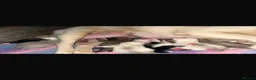 Pug dogs for sale: Stunning unique pug puppies - Advert 6